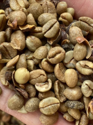 Green Beans Robusta Lampung Grade 1 - 1kg Gentong Coffee